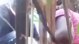 Ngentot Di Kebun Tebu, Pasangan Kampung Nggak Tahan Nikmatnya