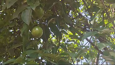 Ngentot Di Kebun, Si Emak Kampung India Pamer Lubang Basah